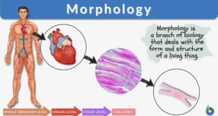 Pengertian morfologi menurut para ahli